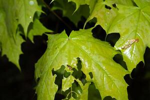 fresh, wet, deciduous tree leaves photo