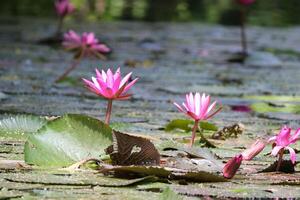 Close up view of couple of pink waterlily in blomm floating on the lake photo