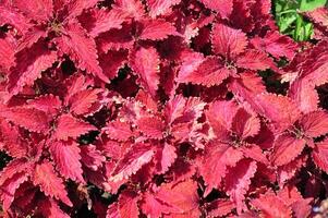 A close up of a leaf with water droplets on it. Red leaf after rain photo