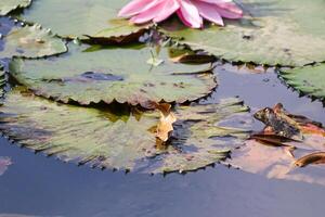 Amazonas lluvia bosque agua Lilly. loto hojas flotador en agua foto