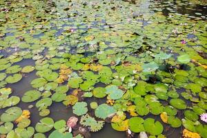 pink and white waterlily in blomm floating on the lake photo