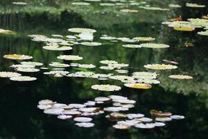 Amazon Rain Forest Water Lilly. Lotus Leaves floatomg on water photo