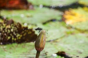 Pink and white lotus flower and green leaves photo