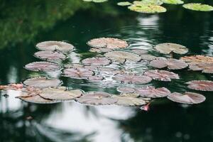 Amazon Rain Forest Water Lilly. Lotus Leaves floatomg on water photo