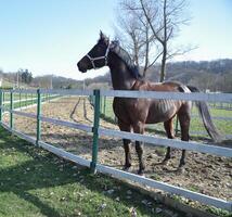 ecuestre rancho estable yarda corriendo caballos, caballo comiendo césped en verano campo, de pura raza semental pasto panorámico antecedentes foto