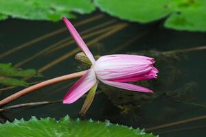 Close up view of couple of pink waterlily in blomm floating on the lake photo