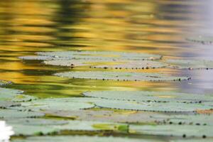 Amazonas lluvia bosque agua Lilly. loto hojas flotador en agua foto