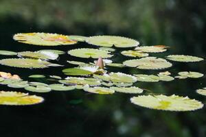 Amazonas lluvia bosque agua Lilly. loto hojas flotador en agua foto