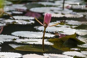 cerca arriba ver de Pareja de rosado lirio de agua en florecer flotante en el lago foto
