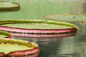 Amazon Rain Forest Water Lilly. Lotus Leaves floatomg on water photo