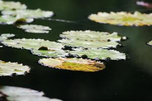 Amazon Rain Forest Water Lilly. Lotus Leaves floatomg on water photo