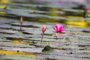 Close up view of couple of pink waterlily in blomm floating on the lake photo