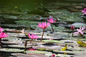 Close up view of couple of pink waterlily in blomm floating on the lake photo