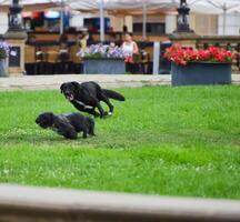 Two dogs run after each other in the park. Green field in the city. photo
