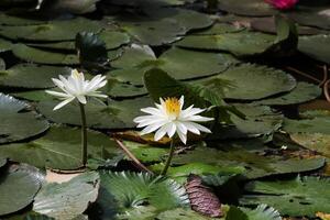 Close up view of couple of white waterlily in blomm floating on the lake photo