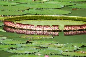 Amazonas lluvia bosque agua Lilly. loto hojas flotador en agua foto