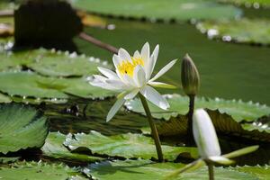 Close up view of couple of white waterlily in blomm floating on the lake photo