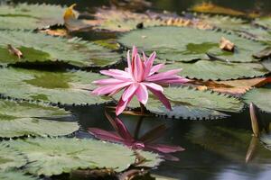 cerca arriba ver de Pareja de rosado lirio de agua en florecer flotante en el lago foto