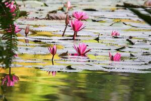 Close up view of couple of pink waterlily in blomm floating on the lake photo