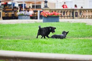 dos perros correr después cada otro en el parque. verde campo en el ciudad. foto