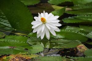 Close up view of couple of white waterlily in blomm floating on the lake photo