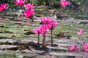 Close up view of couple of pink waterlily in blomm floating on the lake photo