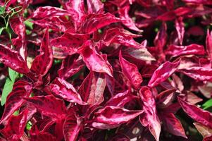 un cerca arriba de un hoja con agua gotas en él. rojo hoja después lluvia foto