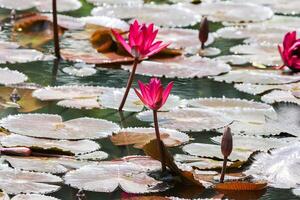 Close up view of couple of red waterlily in blomm floating on the lake photo