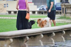 Two large dogs saying hello to each other in the park photo