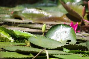 Amazonas lluvia bosque agua Lilly. loto hojas flotador en agua foto