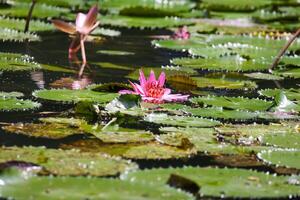 Close up view of couple of pink waterlily in blomm floating on the lake photo