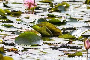 Amazon Rain Forest Water Lilly. Lotus Leaves floatomg on water photo