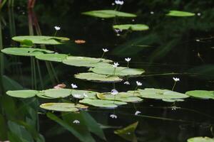 Close up view of couple of white waterlily in blomm floating on the lake photo