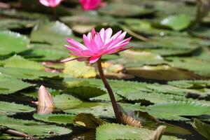 Close up view of couple of pink waterlily in blomm floating on the lake photo