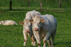 cows in westphalia photo