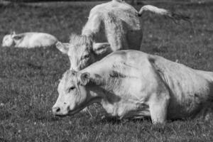 cows in westphalia photo