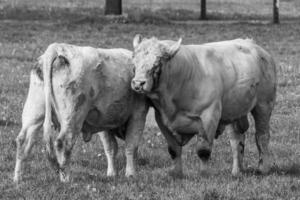 cows in westphalia photo