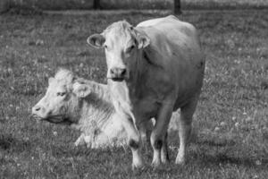 cows in westphalia photo