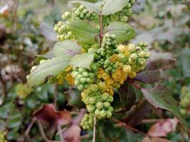 primavera colores traer adelante un vibrante paleta de pastel matices, cierne flores, y Fresco verdor, señalización el despertar de naturaleza después el invierno sueño foto