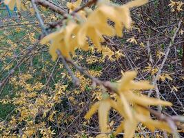 Spring colors bring forth a vibrant palette of pastel hues, blossoming flowers, and fresh greenery, signaling the awakening of nature after the winter slumber photo