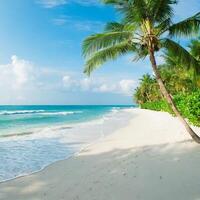 Tropical beach, ocean shore, palms, blue sea, vacation concept photo