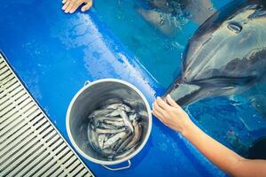 Top view hands feed dolphin with fish from bucket by swimming pool photo