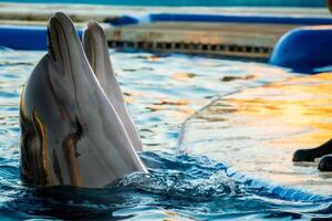 Two dolphin together perform in show together heads up in Batumi delphinium photo