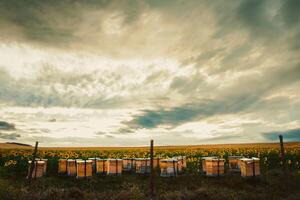 muchos amarillo colmenas rodeado por girasol campo al aire libre en puesta de sol con dramático cielo antecedentes foto