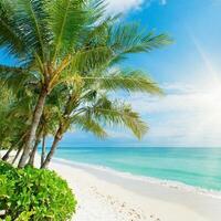 Tropical beach, ocean shore, palms, blue sea, vacation concept photo