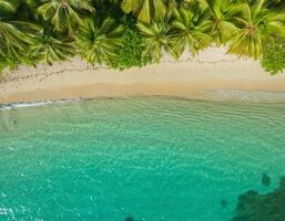 Aerial View of Pristine Beach with Crystal Clear Water and Lush Palm Trees. Tropical Beach, luxury travel concept photo