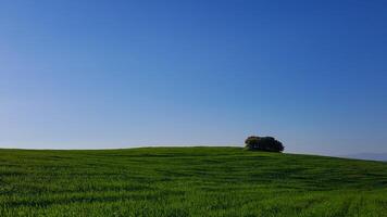 el verde campos en primavera temporada foto