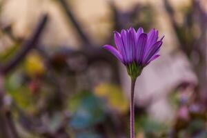 el solitario flor foto