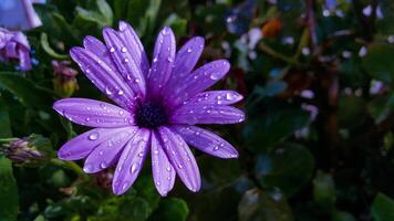 the purple flower with some water drops photo