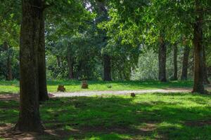 el verde bosque en primavera temporada foto